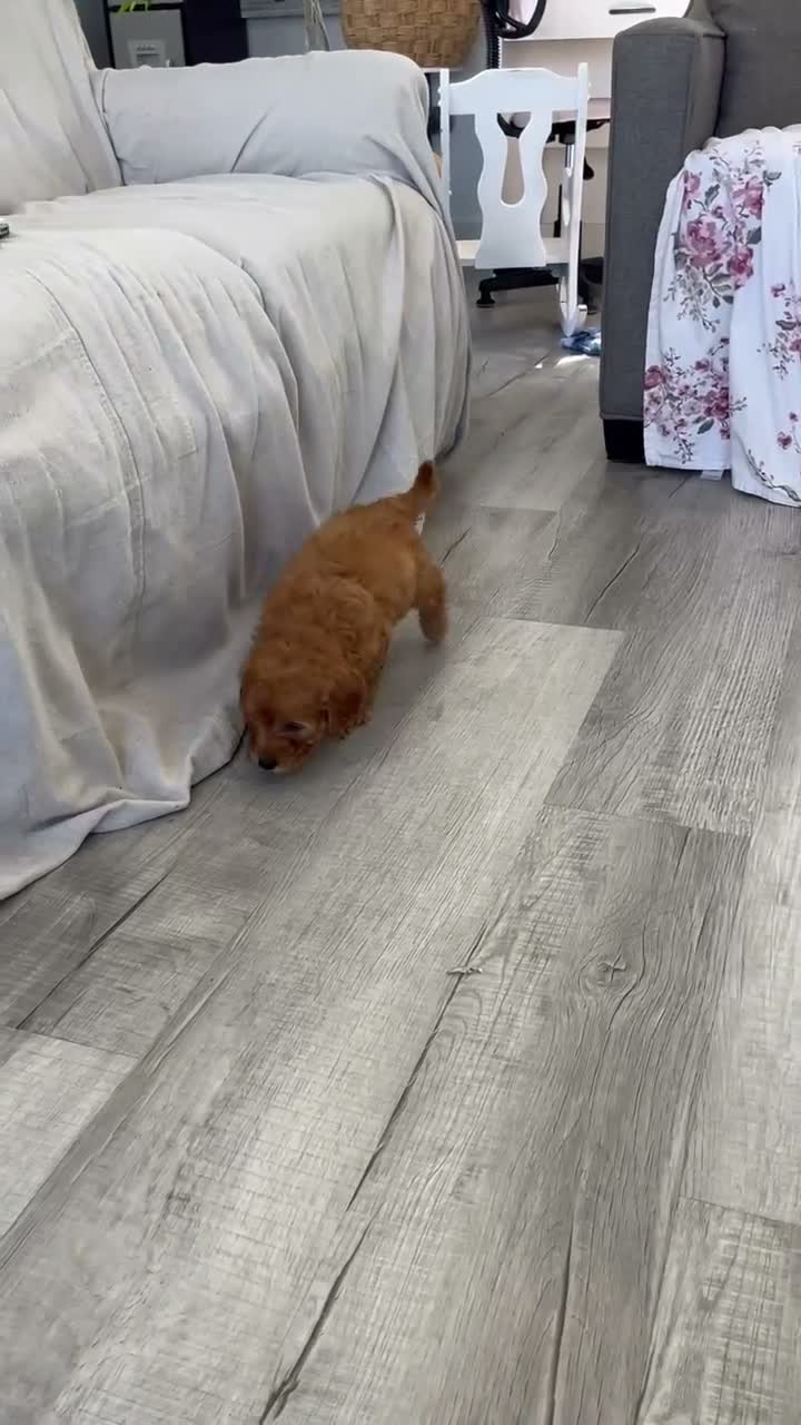 Mini Goldendoodle dogs for sale: Diego - Video 1