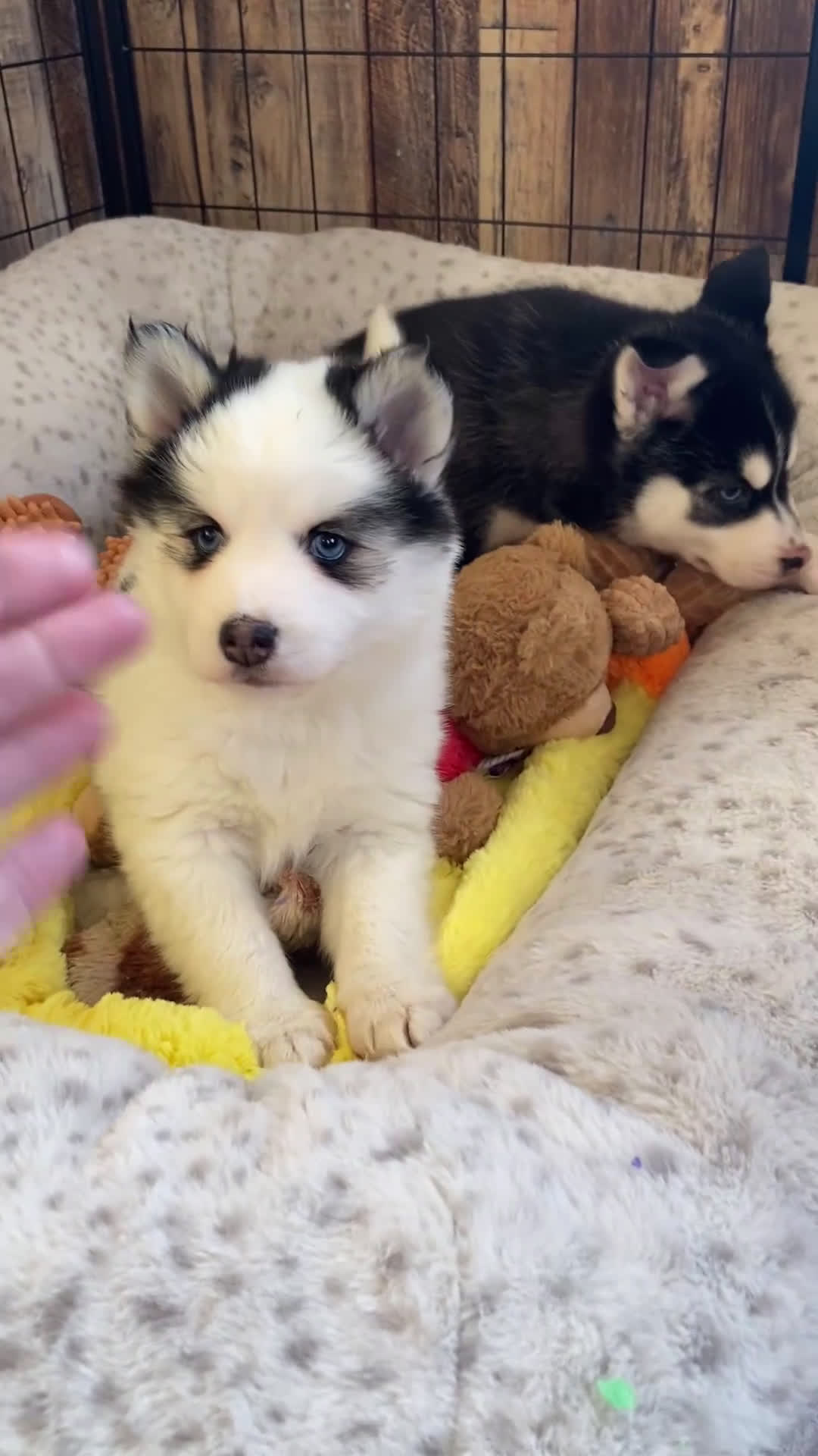 Pomsky dogs for sale: Kiki  - Video 2