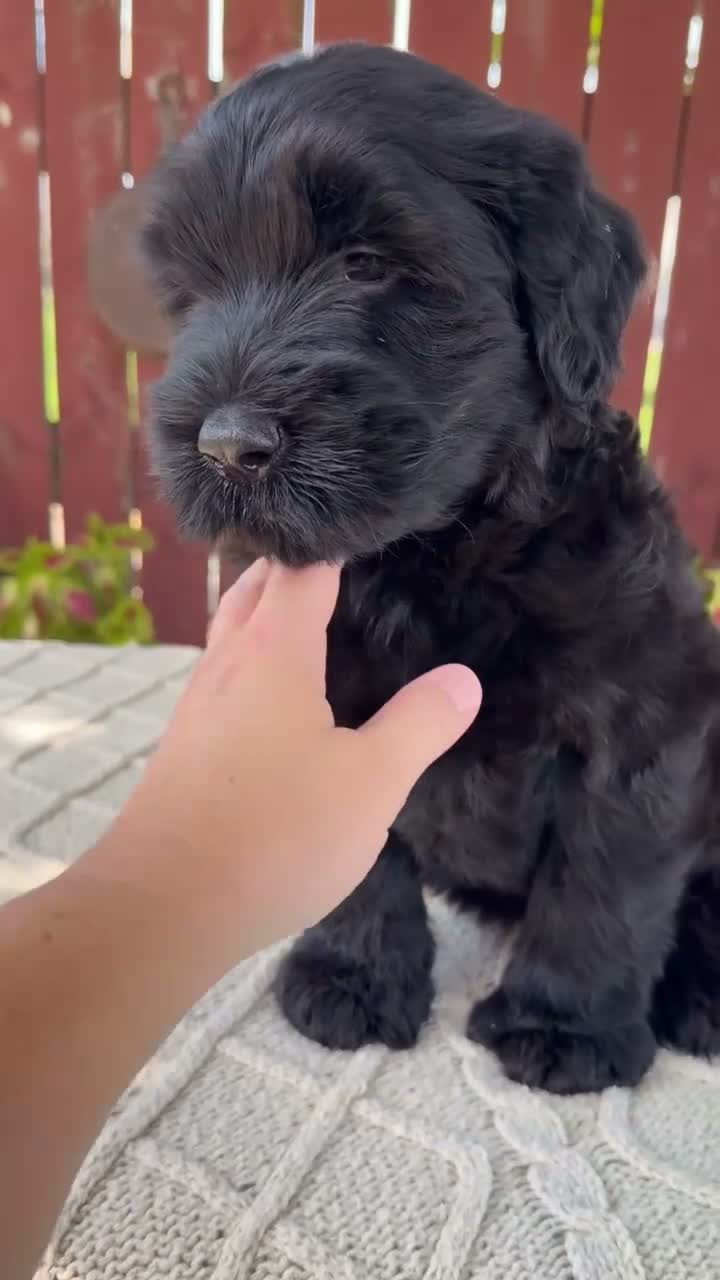 Giant Schnauzer dogs for sale: Trey - Video 1