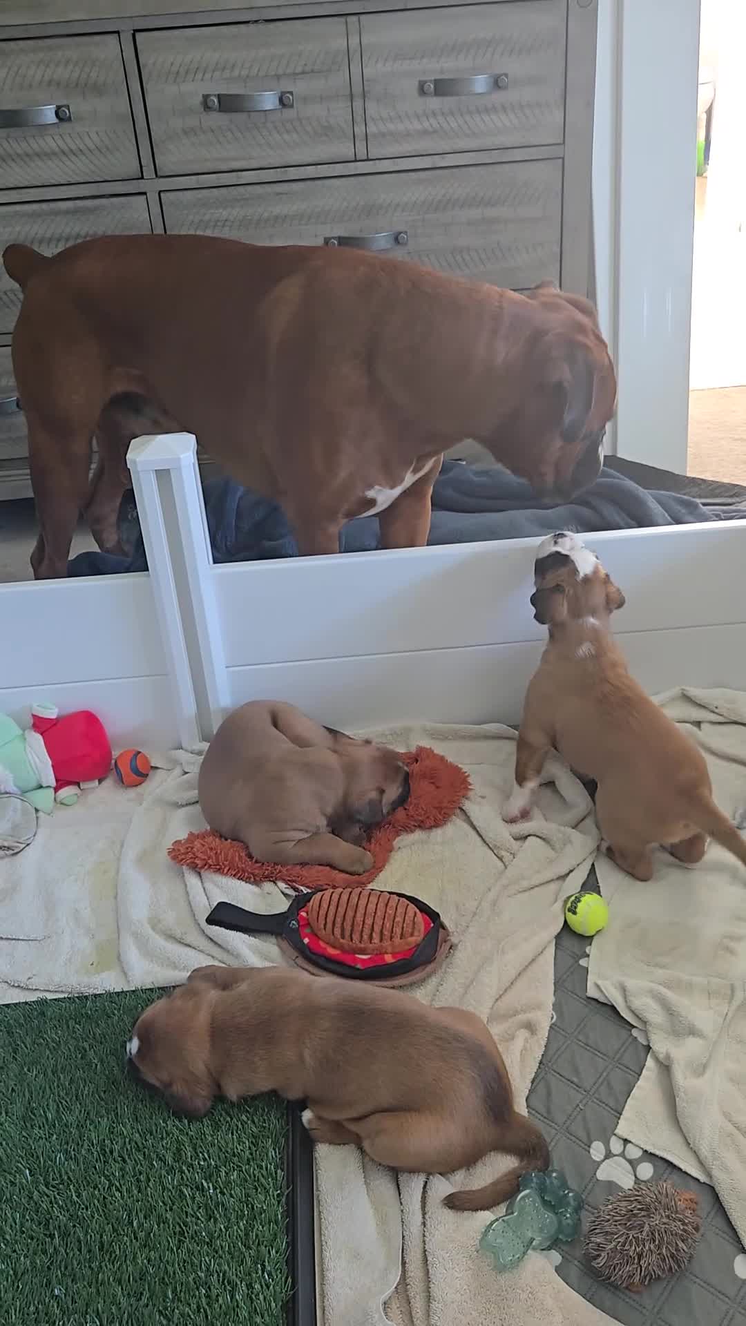 Boxer dogs for sale: Boxer Puppy 1 - Video 2