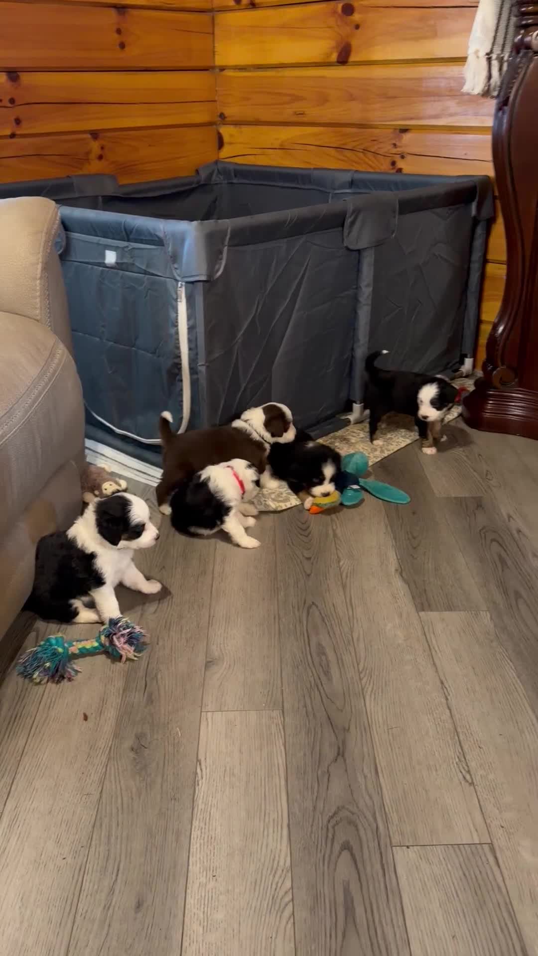Mixed Breed dogs for sale: Mixed Breed 7 - Video 5