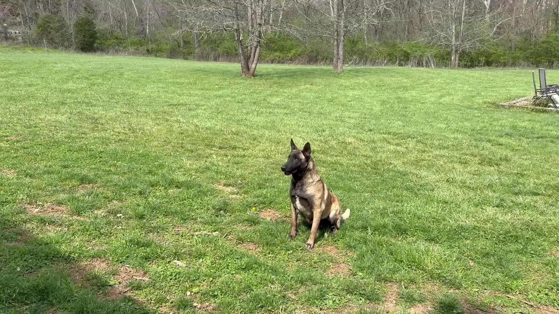 Belgian Malinois dogs for sale: Belle - Video 1