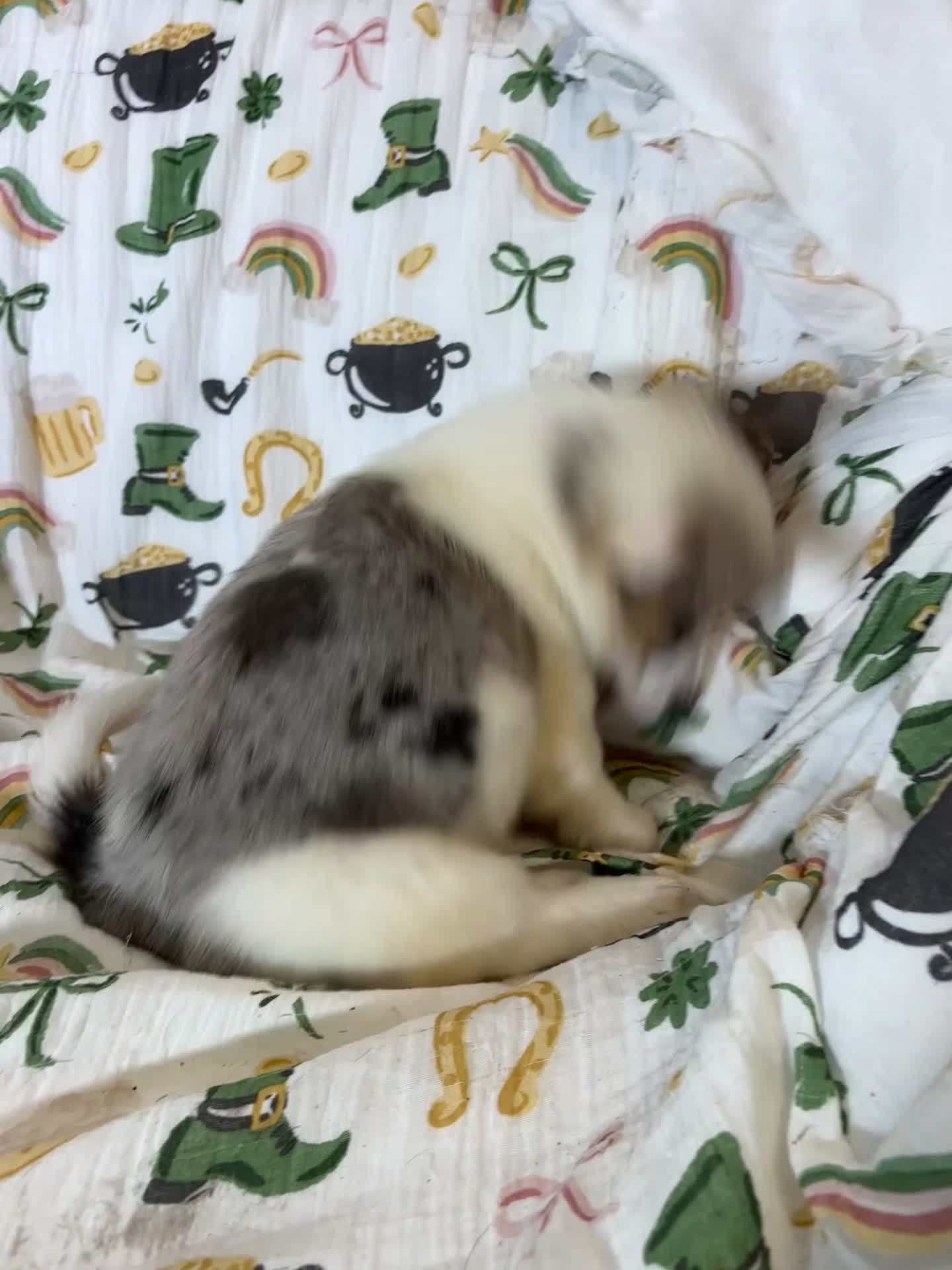 Mixed Breed dogs for sale: Van - Video 1