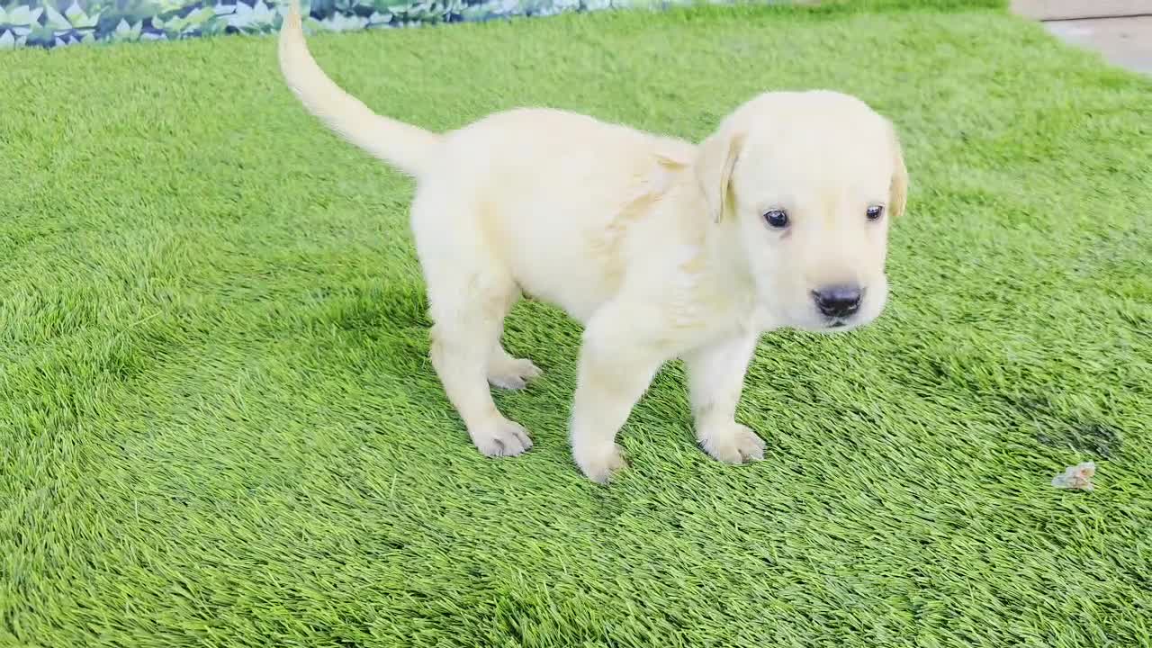 Labrador Retriever dogs for sale: Milo - Video 2