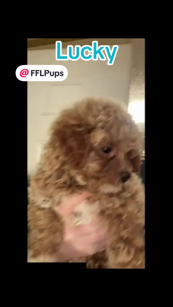 Bichpoo dogs for sale: Fifi - Video 1