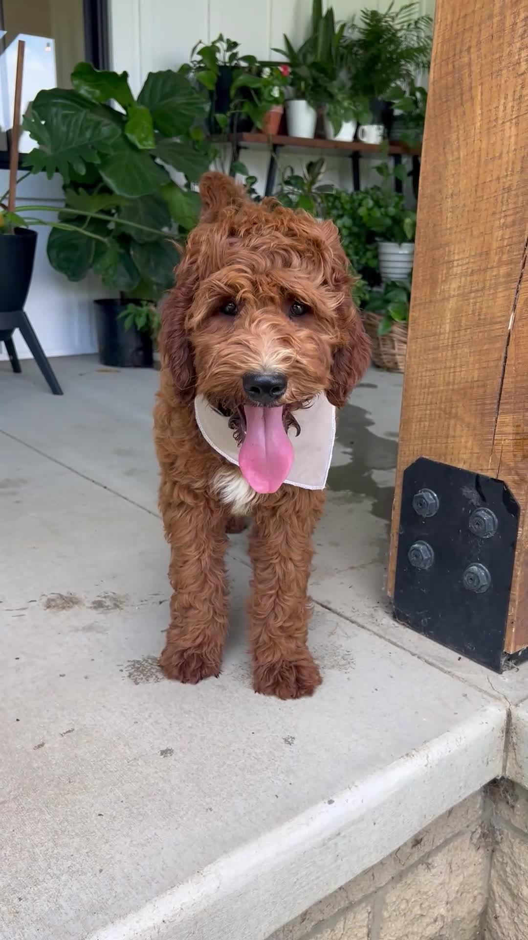 Irish Doodle dogs for sale: Harrison - Video 1