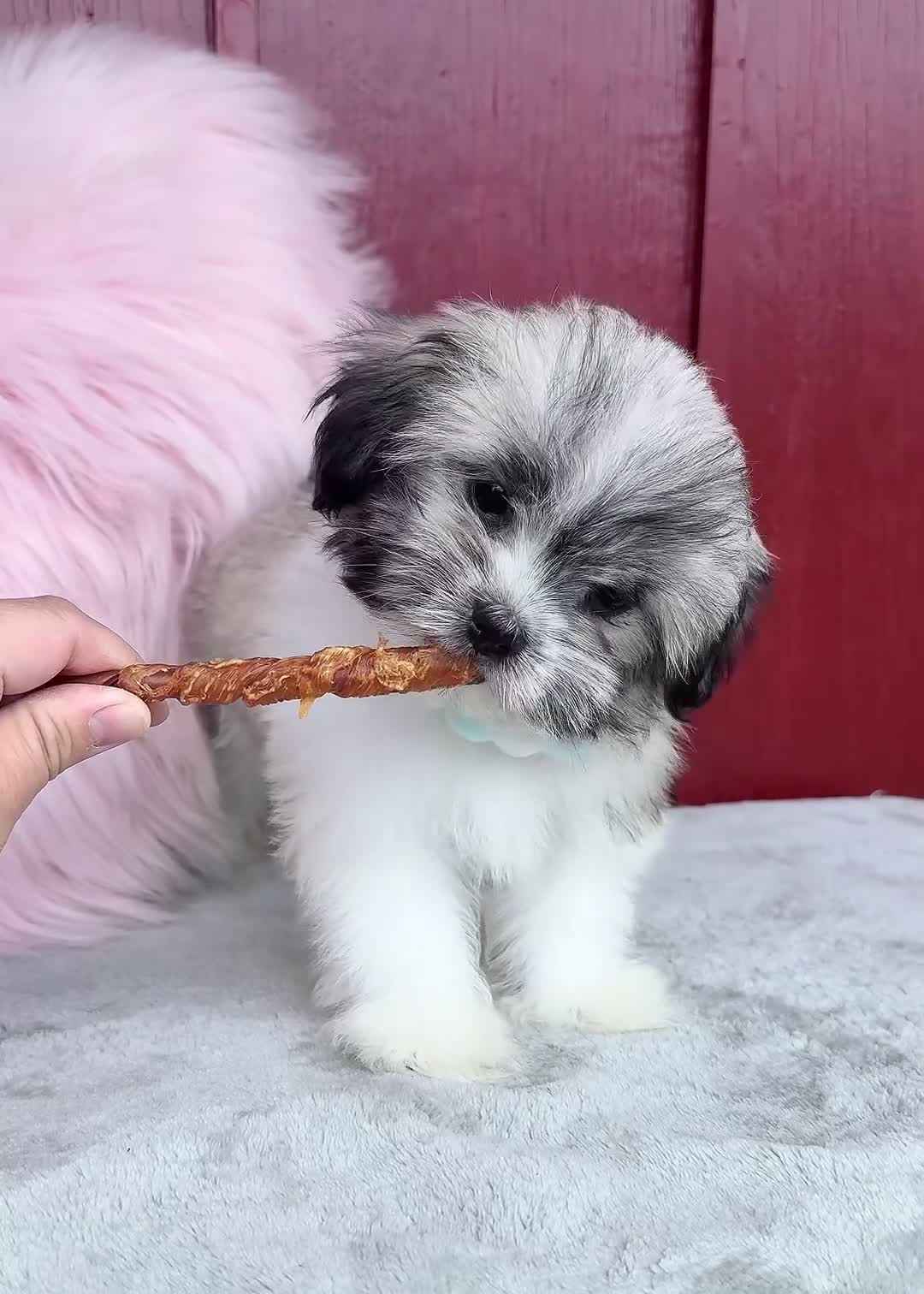 Malshi dogs for sale: 🩵Pepper🩵 - Video 1
