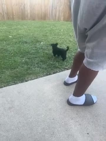 Yorkiepoo dogs for sale: Yorkiepoo Puppy 2 - Video 1