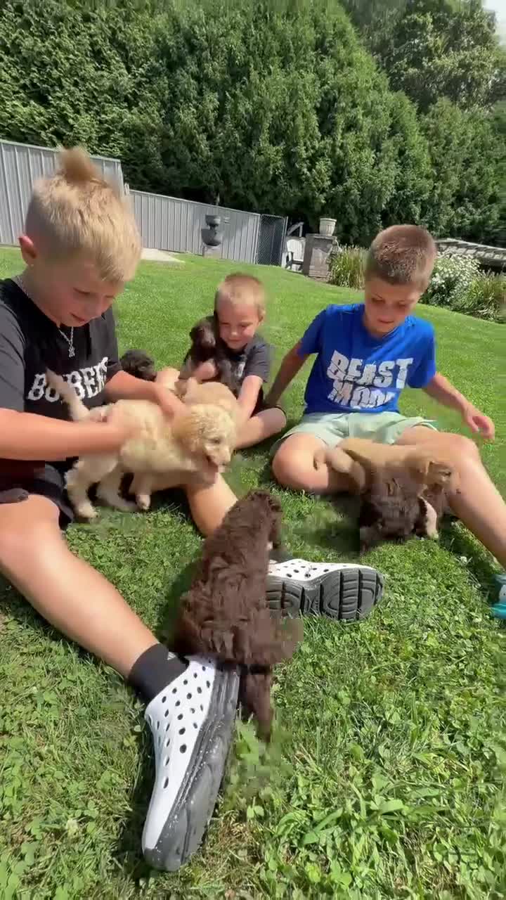 Miniature Labradoodle dogs for sale: LD B1 - Video 5