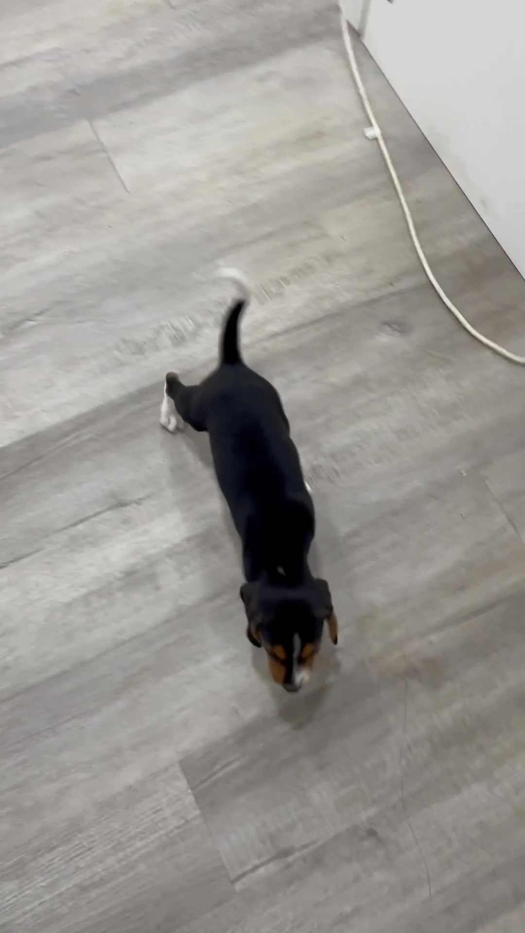 Beagle dogs for sale: Diamond - Video 1