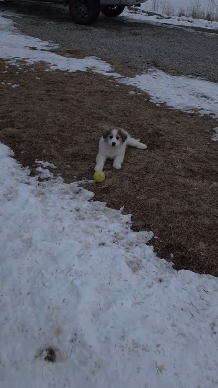 Great Pyrenees dogs for sale: Spot - Video 5