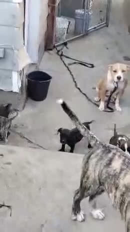 Mixed Breed dogs for sale: Mixed Breed Puppy 8 - Video 3