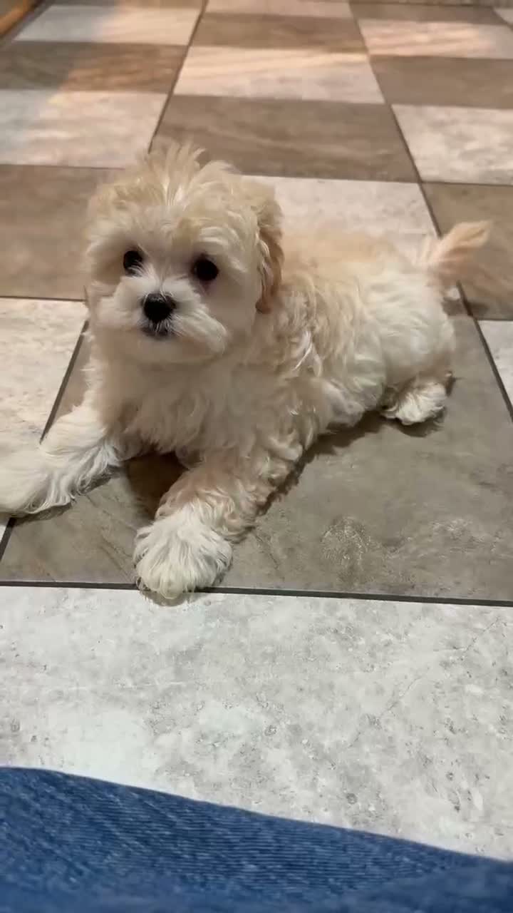 Maltipoo dogs for sale: Lily - Video 1