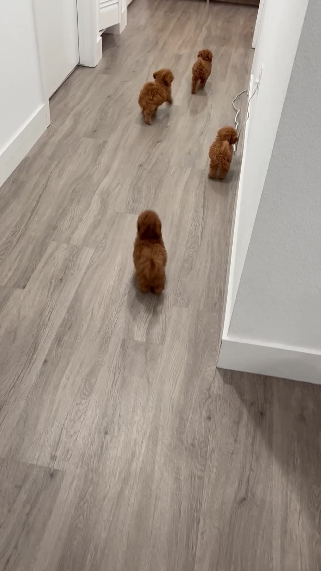 Toy Poodle dogs for sale: Toy Poodle Puppy 1 - Video 2