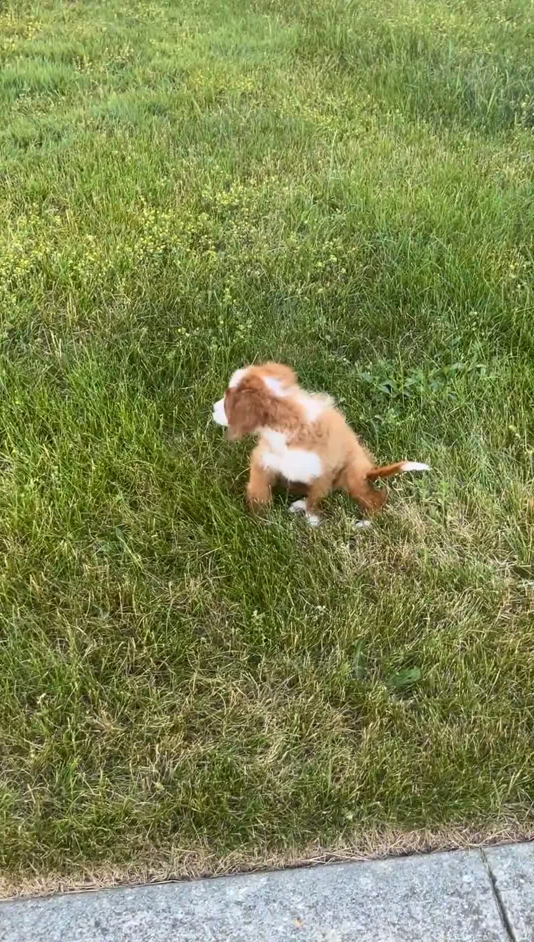 Cavapoo dogs for sale: Cavapoo 1 - Video 1