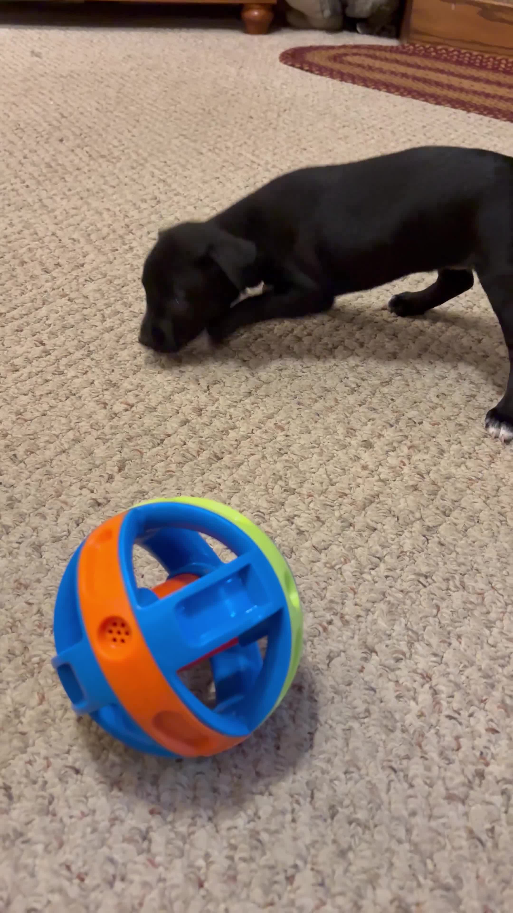 Mixed Breed dogs for sale: Chicky nug  - Video 1