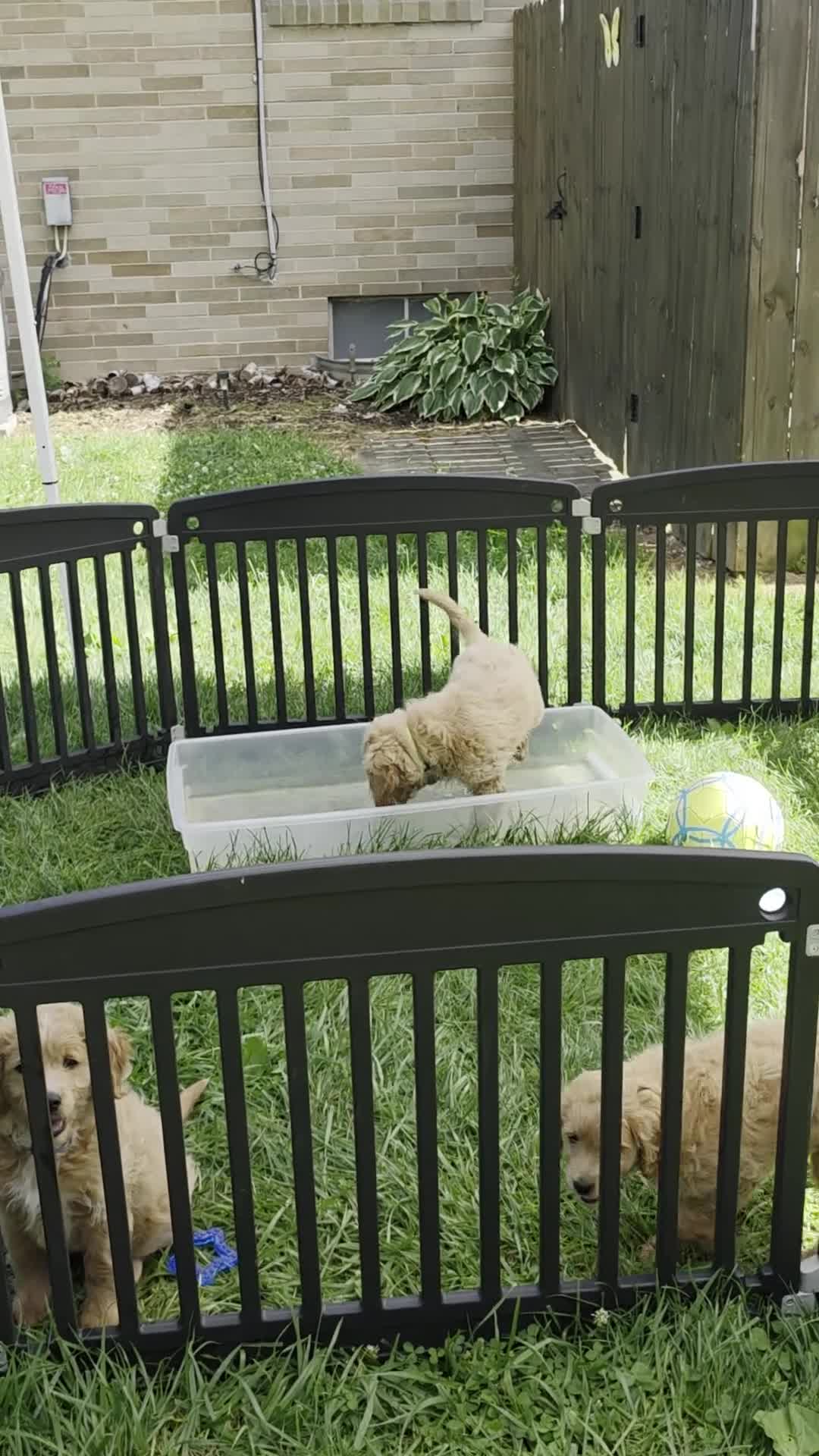 Mini Goldendoodle dogs for sale: Mini Goldendoodle 1 - Video 1