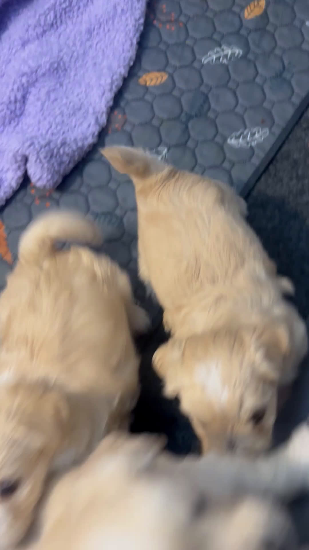 Mixed Breed dogs for sale: Mixed Breed Puppy 3 - Video 2