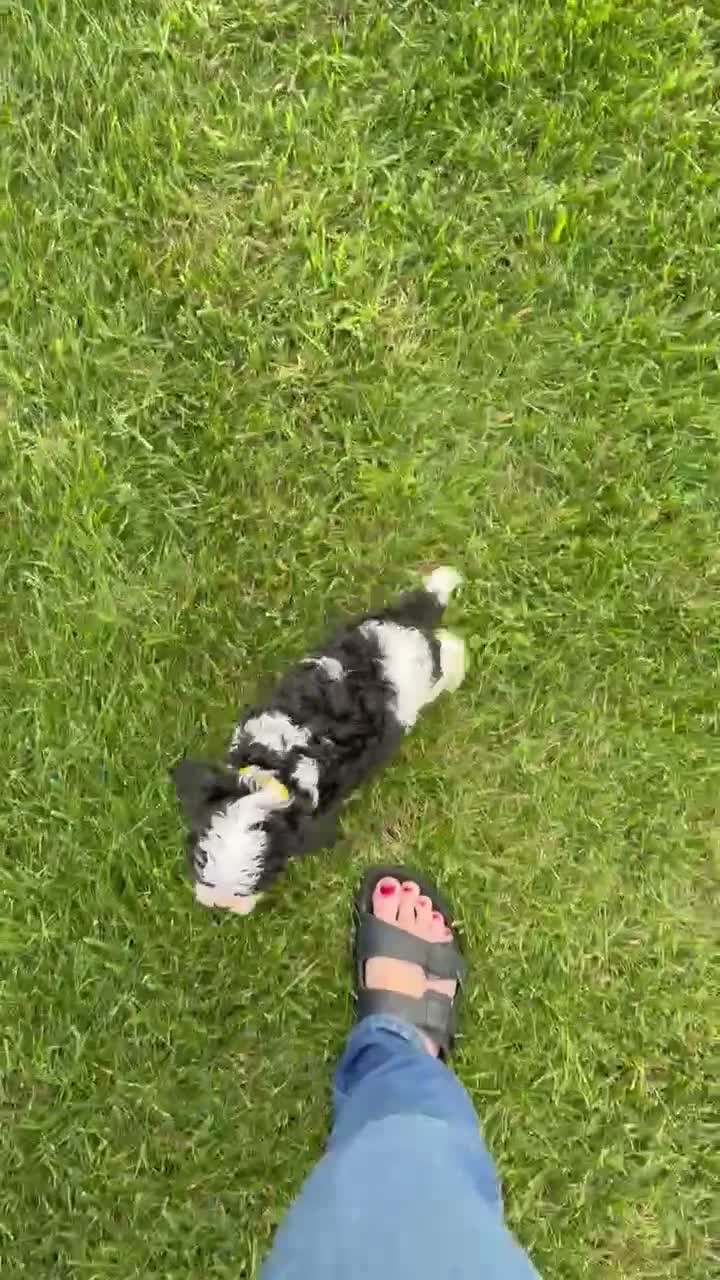 Cavapoo dogs for sale: Charlie - Video 3