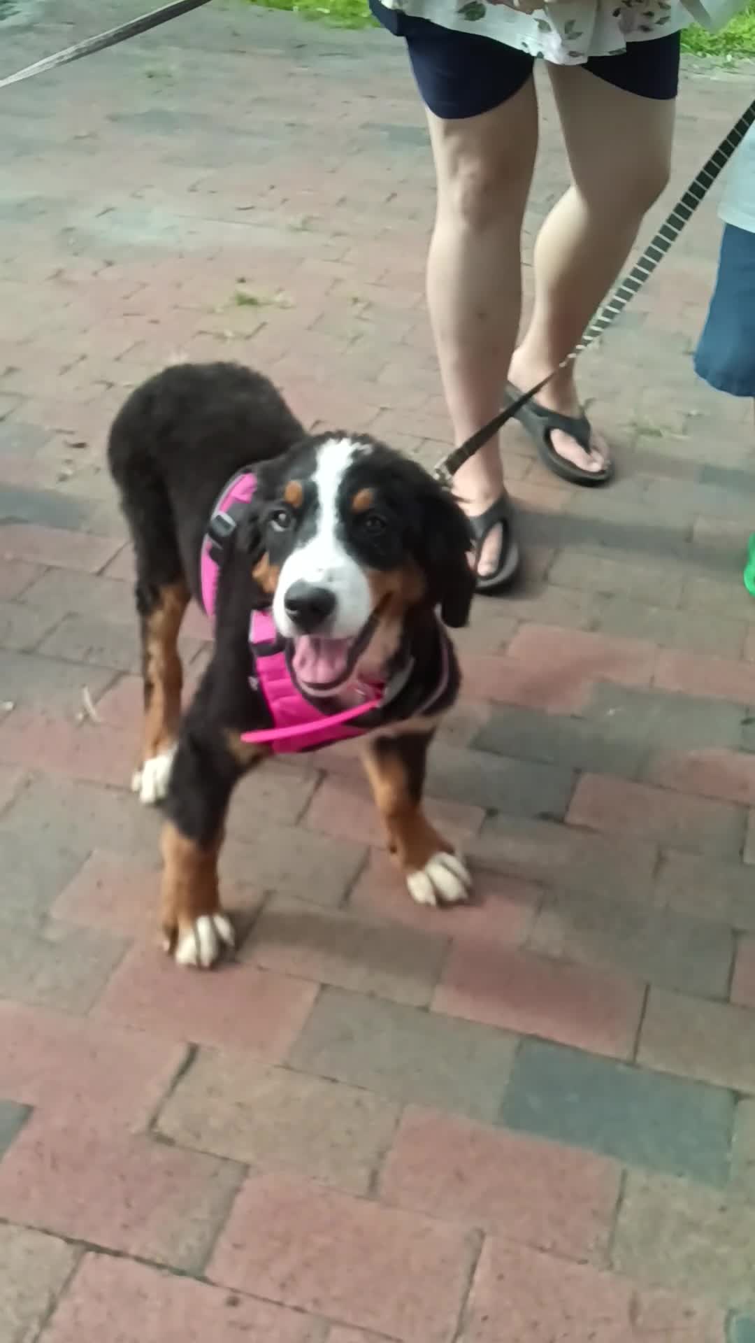 Bernese Mountain Dog dogs for sale: Bernese Mountain Dog 2 - Video 6