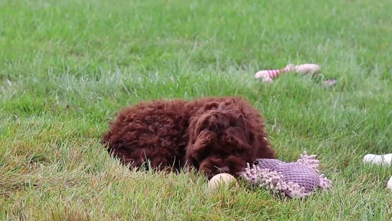 Cockapoo dogs for sale: Sammie - Video 1