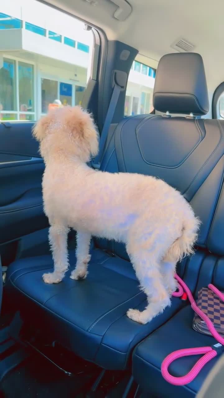 Maltipoo dogs for sale: Maltipoo 7 - Video 1