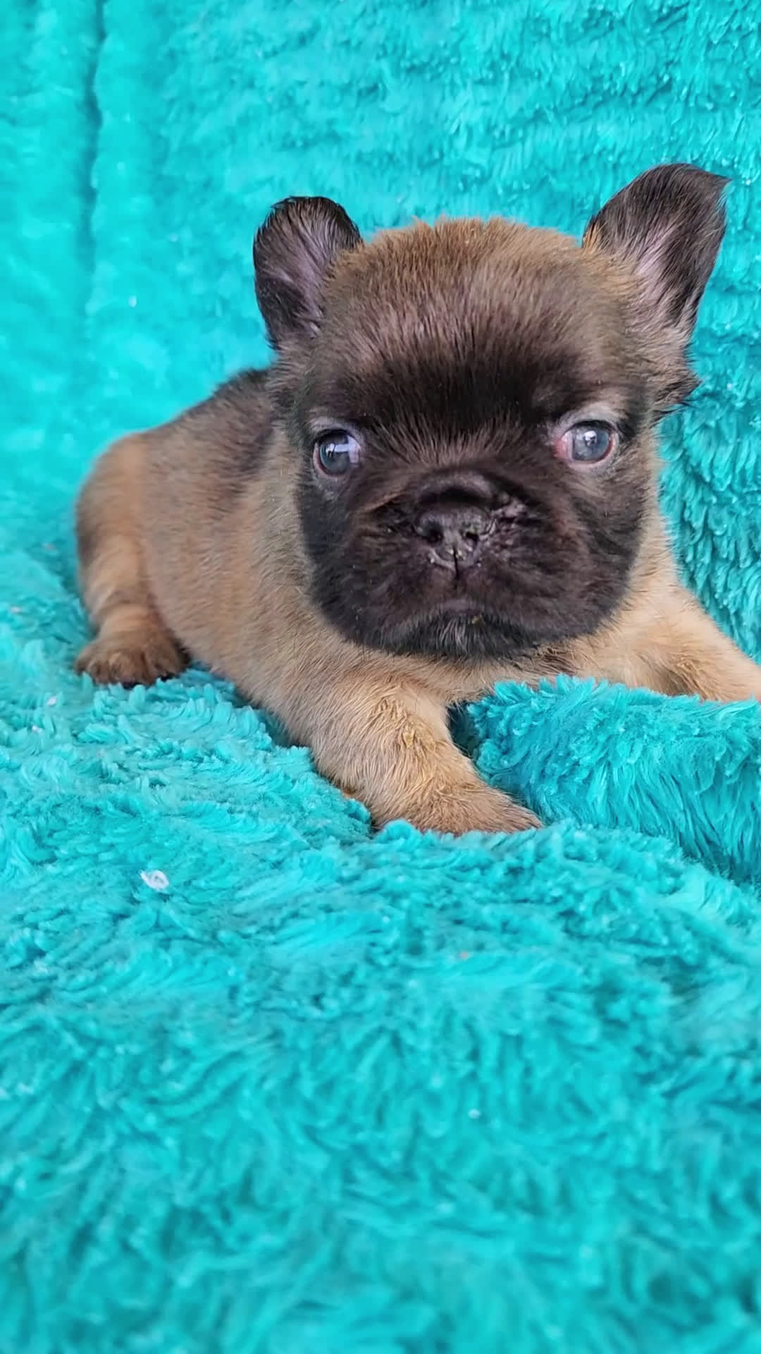 French Bulldog dogs for sale: Teddy Bear  - Video 1