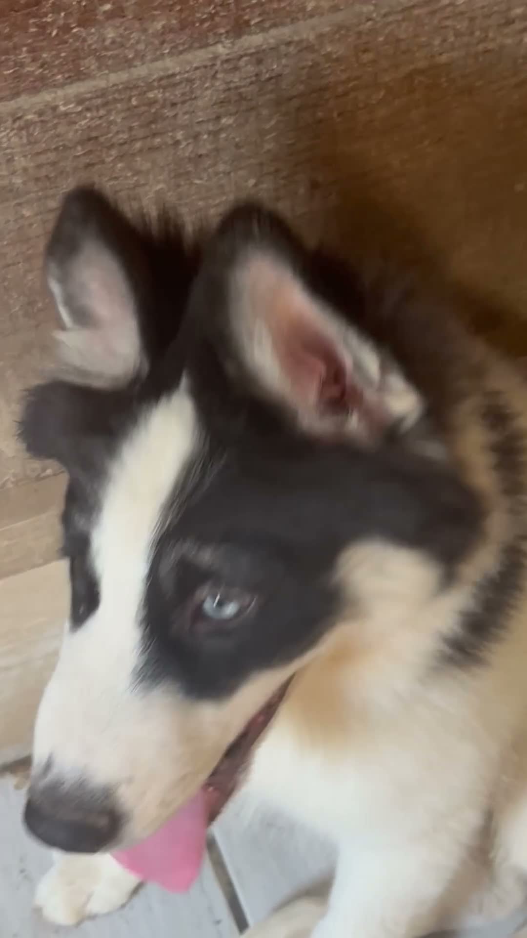 Gerberian Shepsky dogs for sale: Walker - Video 1