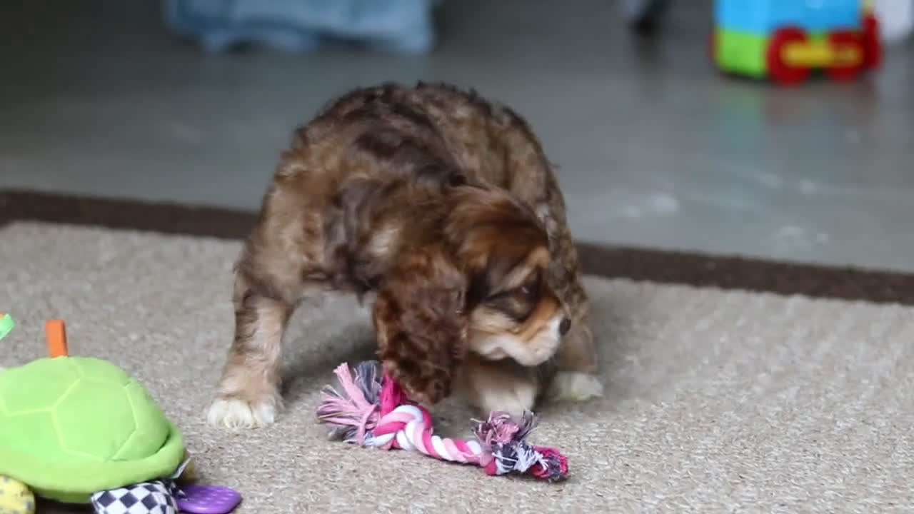 Cocker Spaniel dogs for sale: Lulu - Video 8