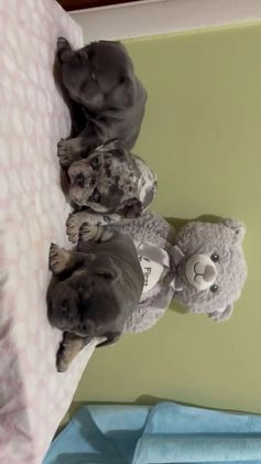 French Bulldog dogs for sale: Diesel - Video 2