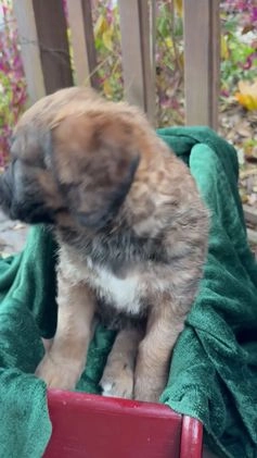 Mixed Breed dogs for sale: Oscar - Video 4