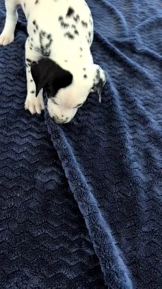 Dalmatian dogs for sale: Jasper - Video 1