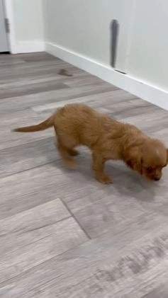 Cavalier King Charles Spaniel dogs for sale: Cooper - Video 1