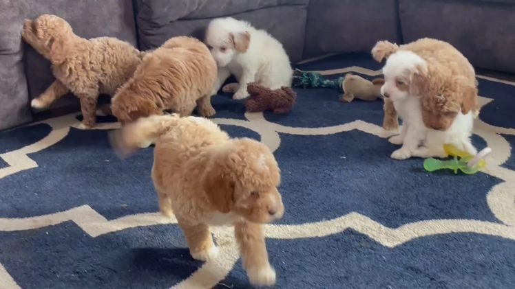 Mini Goldendoodle dogs for sale: Mr. Ollie - Video 1