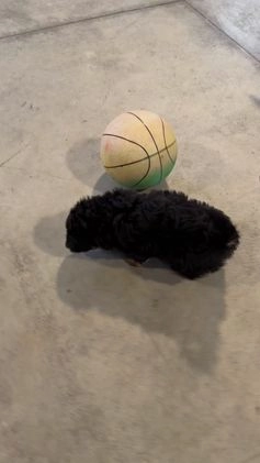 Mini Aussiedoodle dogs for sale: Ian - Video 1