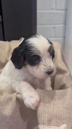 Mini Bernedoodle dogs for sale: Charlie - Video 2