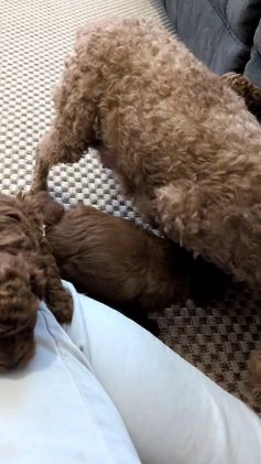 Miniature Poodle dogs for sale: Mason - Video 2