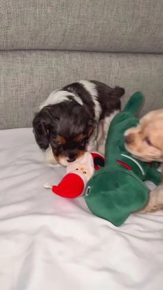 Cocker Spaniel dogs for sale: Maggie - Video 2