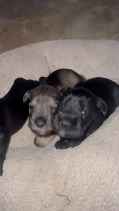 Miniature Schnauzer dogs for sale: Judy  - Video 1