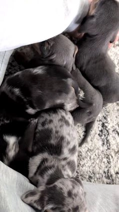 Miniature Dachshund dogs for sale: Xavier - Video 2