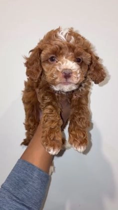 Toy Poodle dogs for sale: Rylee Green Eyes - Video 1
