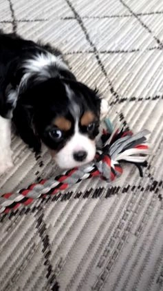 Cavalier King Charles Spaniel dogs for sale: Roscoe  - Video 1