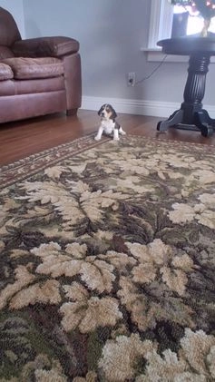 Beagle dogs for sale: Daisy  - Video 1