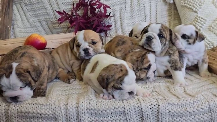English Bulldog dogs for sale: Maria  - Video 1