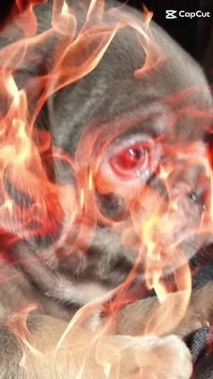 Pug dogs for sale: Pug Puppy 3 - Video 1