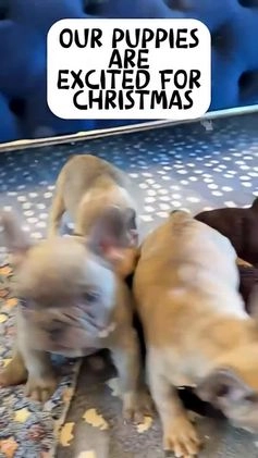 French Bulldog dogs for sale: Lilac Blue Male - Video 2