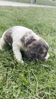 Cockapoo dogs for sale: Spruce - Video 2