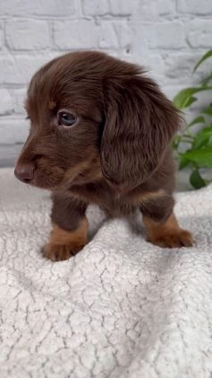 Miniature Dachshund dogs for sale: Denise - Video 1