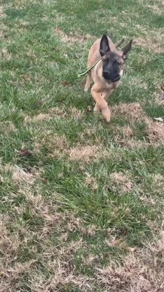 Belgian Malinois dogs for sale: Belgian Malinois Puppy 1 - Video 1