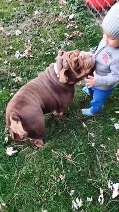 English Bulldog dogs for sale: Dior - Video 1